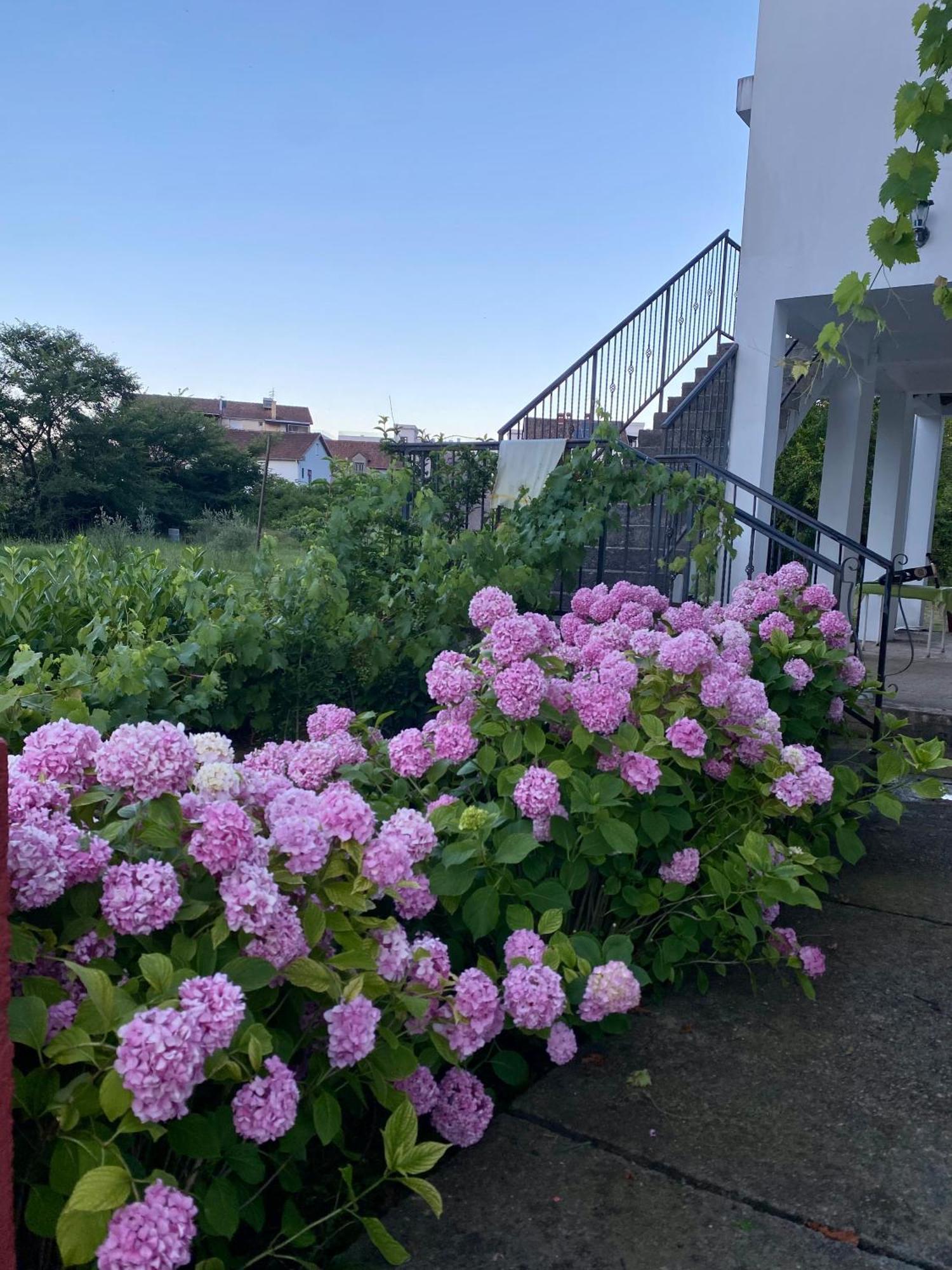 Apartmani Dragana ヘルツェグ・ノヴィ エクステリア 写真